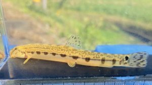 画像1: ニシシマドジョウ 　（中）　琵琶湖水系産