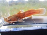 アカザ　（約7〜8cm） 奈良産
