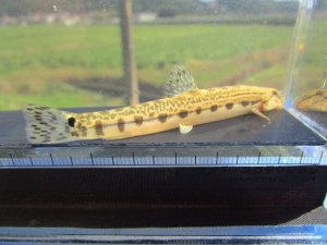 画像3: ニシシマドジョウ 　（中）　琵琶湖水系産