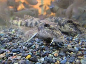 画像3: カマツカ　（やや大）　兵庫産　３匹セット