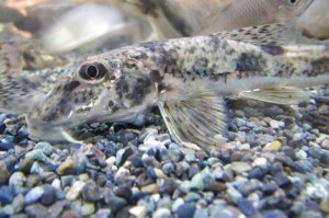 画像8: カマツカ　（特大）　兵庫産　３匹セット