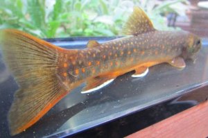 画像8: オショロコマ　（特大：約17〜18cm）　♂