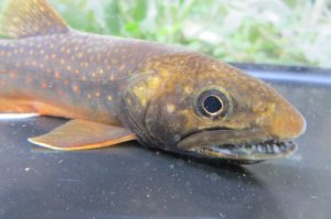 画像9: オショロコマ　（特大：約17〜18cm）　♂