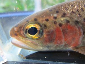 画像1: ニジマス　（大）　北海道産