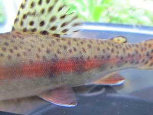 画像3: ニジマス　（大）　北海道産