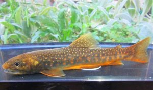 画像10: オショロコマ　（特大：約17〜18cm）　♂