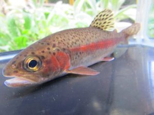 画像4: ニジマス　（大）　北海道産