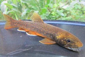 画像6: オショロコマ　（特大：約17〜18cm）　♂