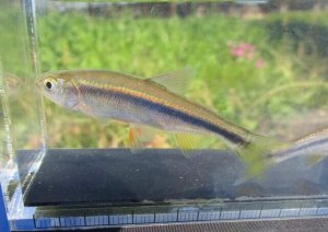 画像5: ヌマムツ　（中）　福井産