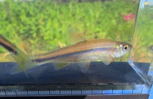 画像4: ヌマムツ　（中）　福井産