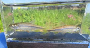 画像3: ヌマムツ　（中）　福井産