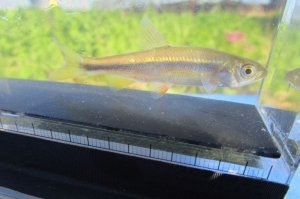 画像6: ヌマムツ　（中）　福井産