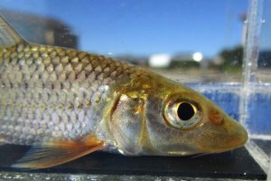 画像4: ニゴイ　（約8〜9cm）　福井産