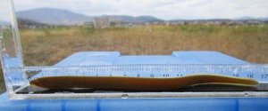 画像4: スナヤツメ　（幼体：アンモシーテス）　琵琶湖水系産