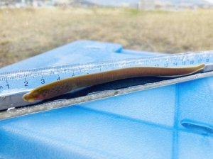 画像2: スナヤツメ　（幼体：アンモシーテス）　琵琶湖水系産