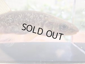 画像6: タカハヤ　（大）　福岡産