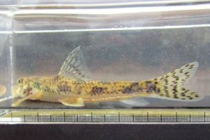 画像2: カマツカ　（約10〜11cm）　兵庫産