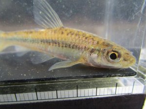 画像3: イトモロコ　（約5〜6cm）　兵庫産