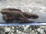 アカハライモリ　和歌山産