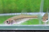タモロコ　（約4〜5cm）　１０匹