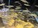 画像5: アユ　－鮎－　琵琶湖水系産養魚　１０匹セット