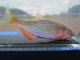 ヤリタナゴ　（約6cm）　兵庫日本海側産　１ペア