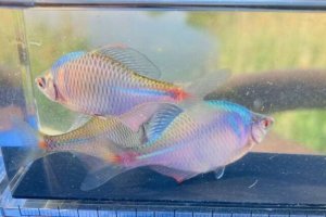 画像1: 特価　タイリクバラタナゴ　徳島産　３０匹セット