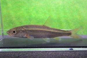 画像1: ウグイ　（約8〜9cm）　兵庫日本海側産