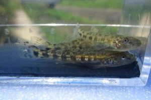 画像1: ウキゴリ　（小）　琵琶湖水系産　２匹