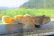 画像6: トウヨシノボリ　三方五湖水系産　４匹セット