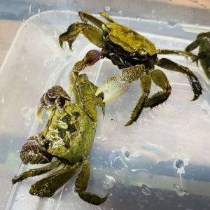 画像1: クロベンケイガニ