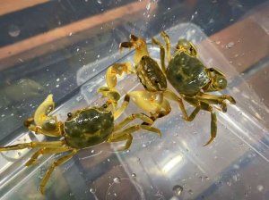 画像2: アシハラガニ