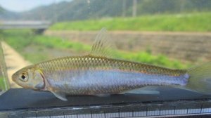 画像3: 特価　オイカワ　（約7〜8cm）　三方五湖水系産　２匹
