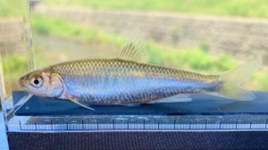 画像1: 特価　オイカワ　（約7〜8cm）　三方五湖水系産　２匹