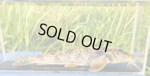 画像7: カマツカ　（特大）　和歌山産