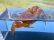 画像6: ベンケイガニ