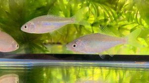 画像1: カネヒラ　（仔：約3〜4cm）　兵庫産　３匹