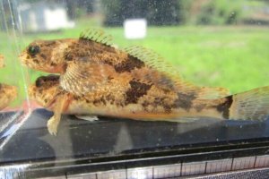 画像1: ウツセミカジカ　（約5〜6cm）　琵琶湖水系産　３匹セット