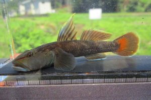 画像1: オウミヨシノボリ　（トウヨシノボリ：やや大）　琵琶湖水系産　１ペア