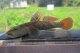 オウミヨシノボリ　（トウヨシノボリ：やや大）　琵琶湖水系産　１ペア