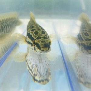 画像5: カムルチー 　（雷魚：約13~14cm）