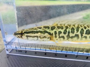 画像8: カムルチー 　（雷魚：約13~14cm）