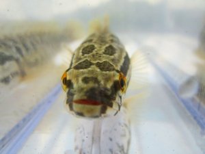 画像9: カムルチー 　（雷魚：約13~14cm）