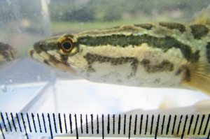 画像10: カムルチー 　（雷魚：約13~14cm）