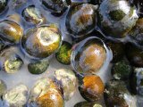 イシマキ貝 　１０コ　【水槽コケとり】