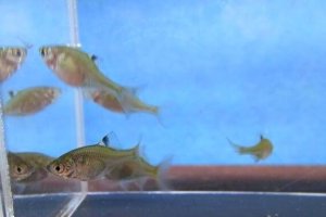 画像1: ニッポンバラタナゴ　（小）　７匹セット