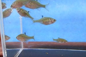 画像2: ニッポンバラタナゴ　（小）　７匹セット