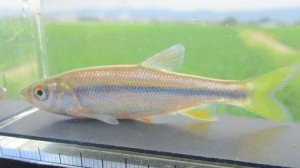 画像1: ヌマムツ　（中）　福井産