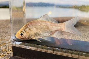 画像3: ナガブナ　（約5cm）　三方五湖水系産