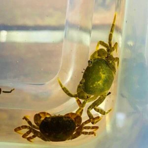 画像2: サワガニ　（ベビー）